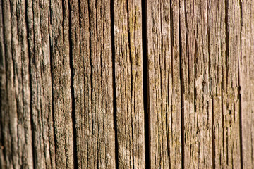 Fototapeta premium wood texture closeup
