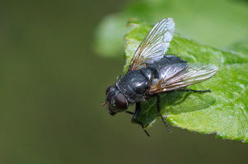 Macro fly on a green leaf