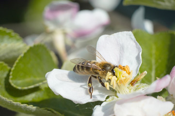 Bee on apple blossom