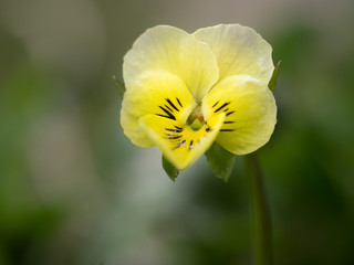 Single beautiful yellow flower in spring. Macro