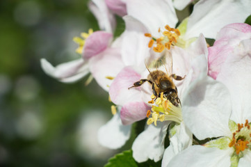 Bee on apple blossom