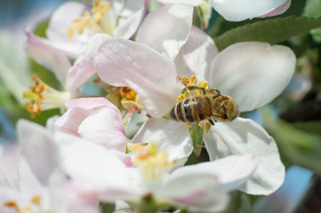 Bee on apple blossom