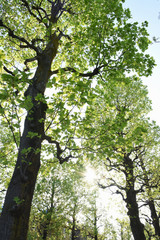 太陽と新緑の並木（未来、創造、挑戦、新しい、新鮮、成長企業などのイメージ）