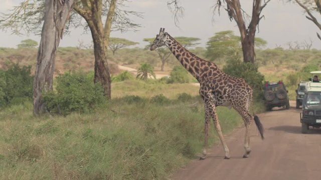 CLOSE UP: Safari jeeps on game drive stopping on dusty road, magnificent giraffe crossing their path. Excited tourists watching peaceful wild animal in beautiful scenery of African savannah woodland