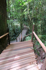 Way through the strange and mystical forest