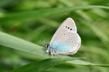 Fototapeta na wymiar Glaucopsyche alexis, Green-underside Blue butterfly in grass. Little blue butterfly in meadow