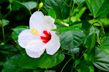 Hibiscus, the national flower of Malaysia