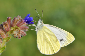 Pieris balcana, Large white butterfly common on the Balkan Peninsula, Artogeia balcana, Balkan Green Veined White