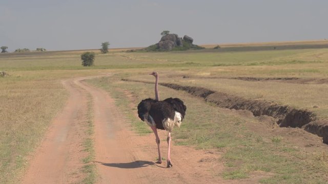 CLOSE UP: Stunning wild pink-necked ostrich running on safari road towards rocky island kopje in see of grass. Metamorphic pile of stone standing majestically in scenic contrast to flat surroundings