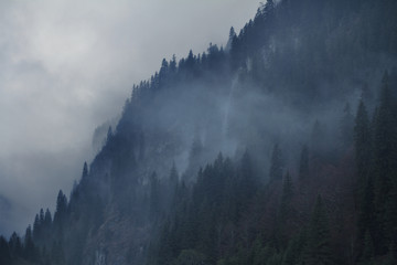 dark mountain side covered with trees and fog