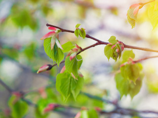 Tree branch with green leaves and young buds