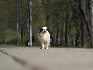 Naklejka na ściany i meble Cute dog for a walk in the Park