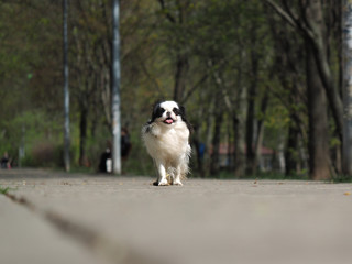 Cute dog for a walk in the Park