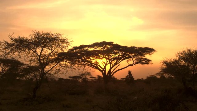 Dramatic golden light sunset in savannah acacia woodland scenery. Silhouetted trees against bonfire-red and sunflame-golden sky in breathtaking Africa in pristine Serengeti national park wilderness