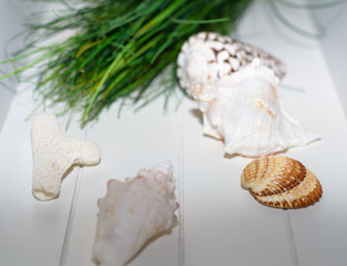 Muschel auf weisser platte mit Unschärfe 