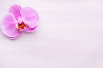Pink beautiful orchid on colored background.