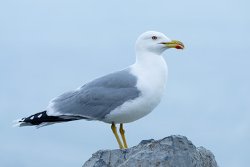 Fototapeta na wymiar Yellow-legged gull (Larus michahellis)