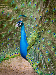 Naklejka premium Image of a peacock showing its beautiful feathers. wild animals.