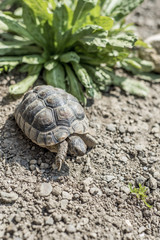 Turtle Testudo Marginata european landturtle wildlife free eating