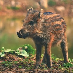 Animal - wild boar in the wild. Young bears playing in nature. (Sus scrofa)