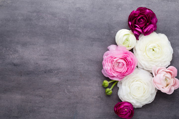 Beautiful colored ranunculus flowers on a gray background.