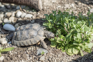 Turtle Testudo Marginata european landturtle wildlife free eating