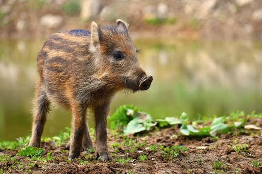 Animal - wild boar in the wild. Young bears playing in nature. (Sus scrofa)