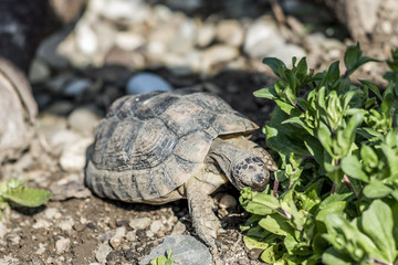Turtle Testudo Marginata european landturtle wildlife free eating