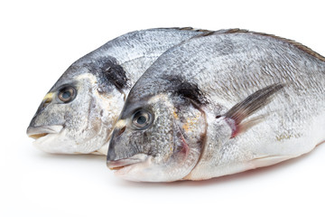 Fresh bream sea isolated on white background.