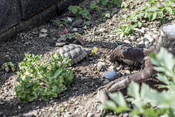 Turtle Testudo Marginata european landturtle wildlife free eating