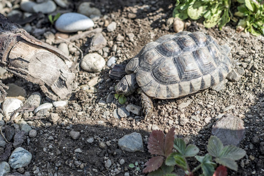 Turtle Testudo Marginata european landturtle wildlife free eating