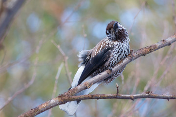 Nutcracker, bird sitting on the branch