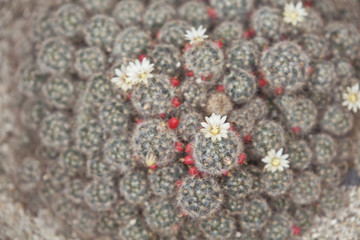 Nature background of blooming cacti