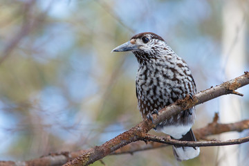 Nutcracker, bird sitting on the branch
