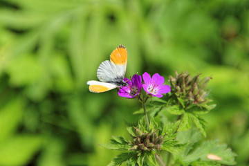Papillon