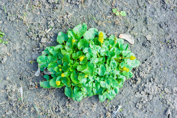 Lesser celandine or Ficaria Verna flower on ground