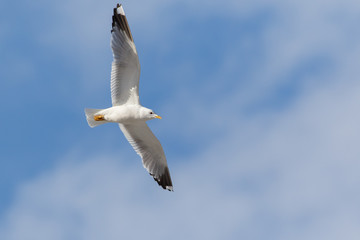 Common Gull fly in blue sky (Larus canus)