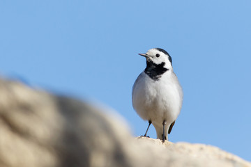 White Wagtail sitting on the stone (Motacilla alba)