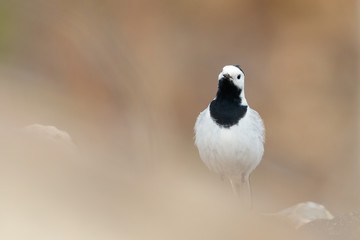 Naklejka premium White Wagtail sitting on the stone (Motacilla alba)