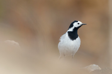 White Wagtail sitting on the stone (Motacilla alba)