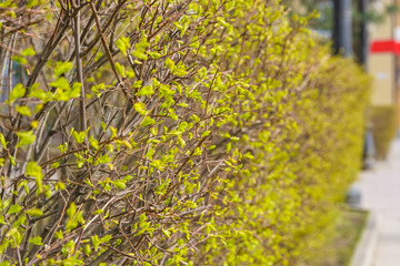 Fototapeta premium Close up young green leaves on bush