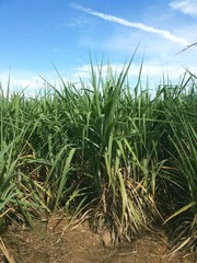 The sugarcane field with the beautiful sky background,Thailand
