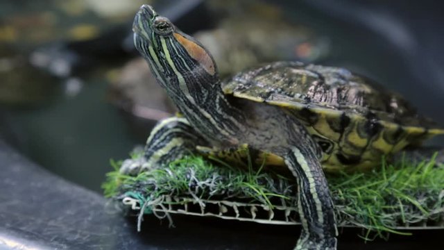 Red-eared slider in closeup