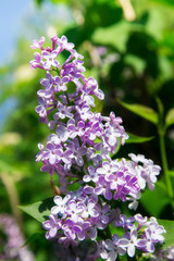 Fototapeta na wymiar branches of a blossoming purple lilacs on the Bush