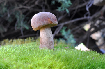 Boletus edulis or cep, penny bun, porcino, or king bolete. Mushroom porcino or cep in it's natural habitat. Edible mushroom boletus edulis in forest