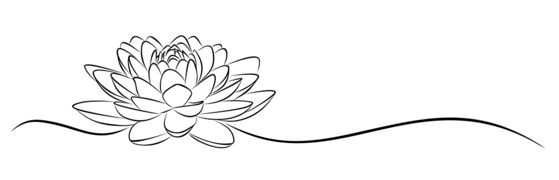 lotus Sketch. 