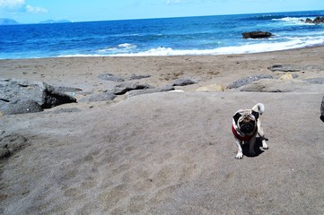 pug dog on the beach