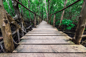 beautiful green mangrove forest with wooden path inside in Zanzibar, Africa
