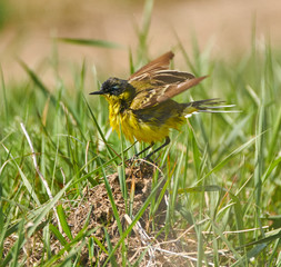 Yellow wagtail after bath