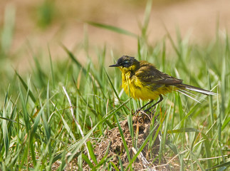 Yellow wagtail after bath